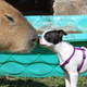 Illustration for article titled Fuck Tonight, Heres a Capybara Playing with Other Animals